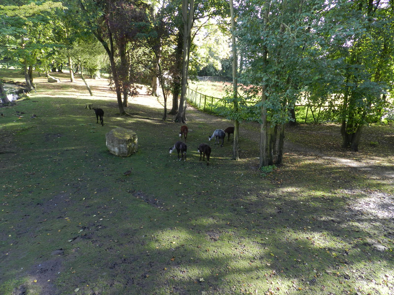 Alpacas at Flamingo Land - 14/10/2012