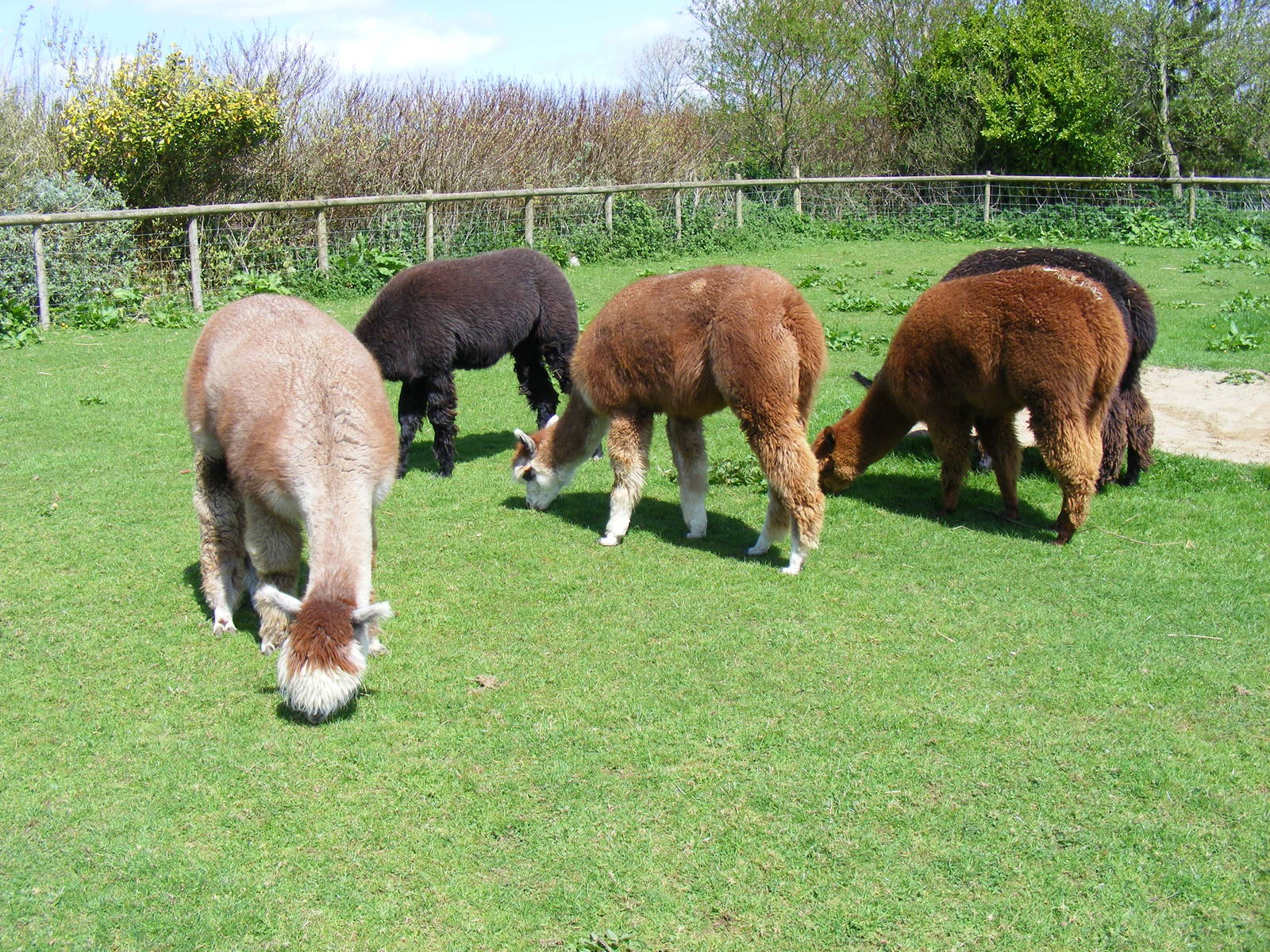 Alpacas at Folly Farm Zoo, 2 May 2010