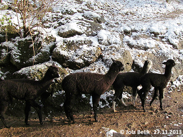 Alpacas at Zoo Hellbrunn Salzburg