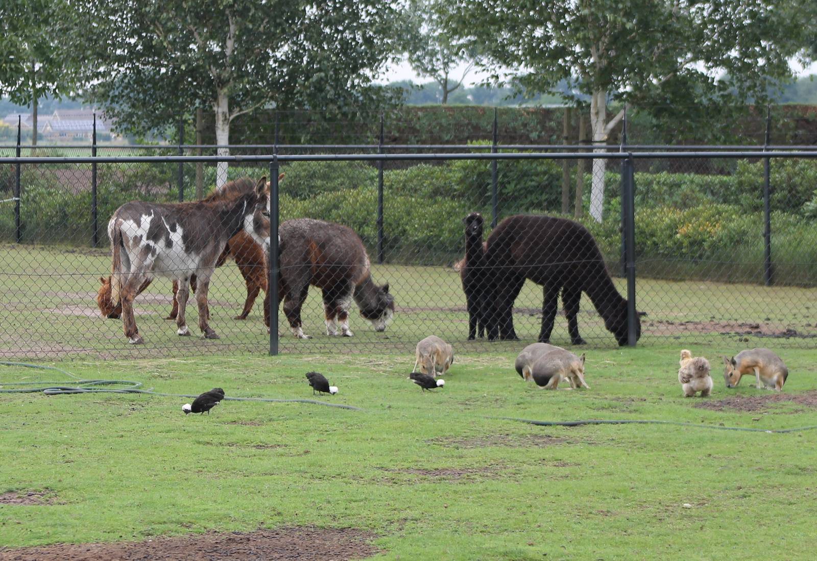 Alpacas, donkeys and Patagonian cavies