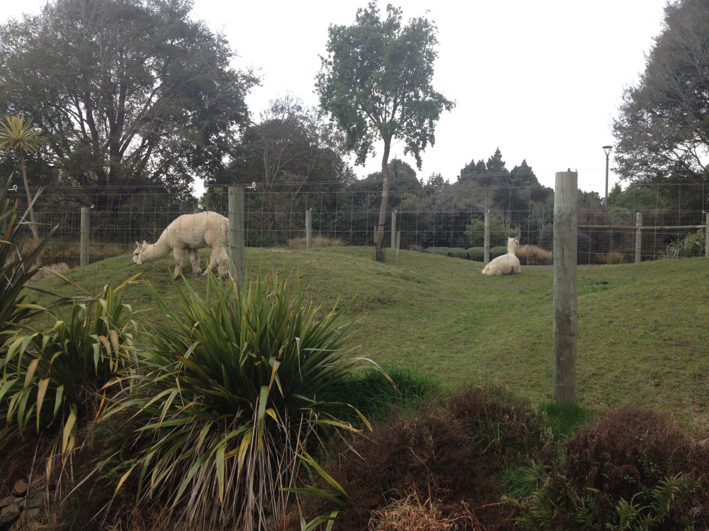Alpacas exhibit