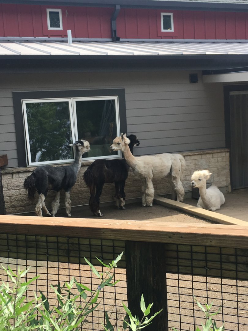 Alpacas | Henry Vilas Zoo