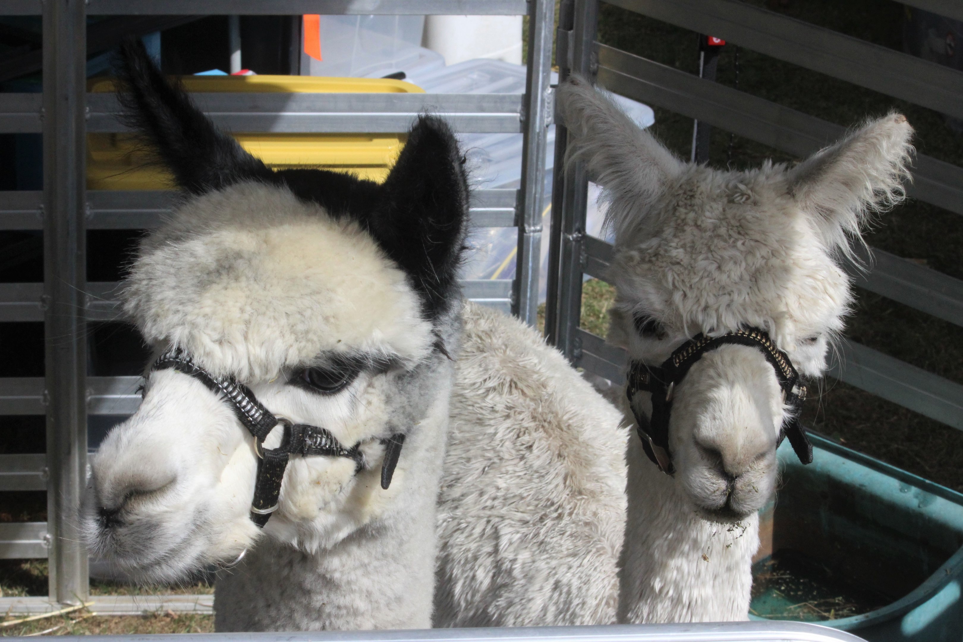 Alpacas, Horowhenua AP&I Show 2022