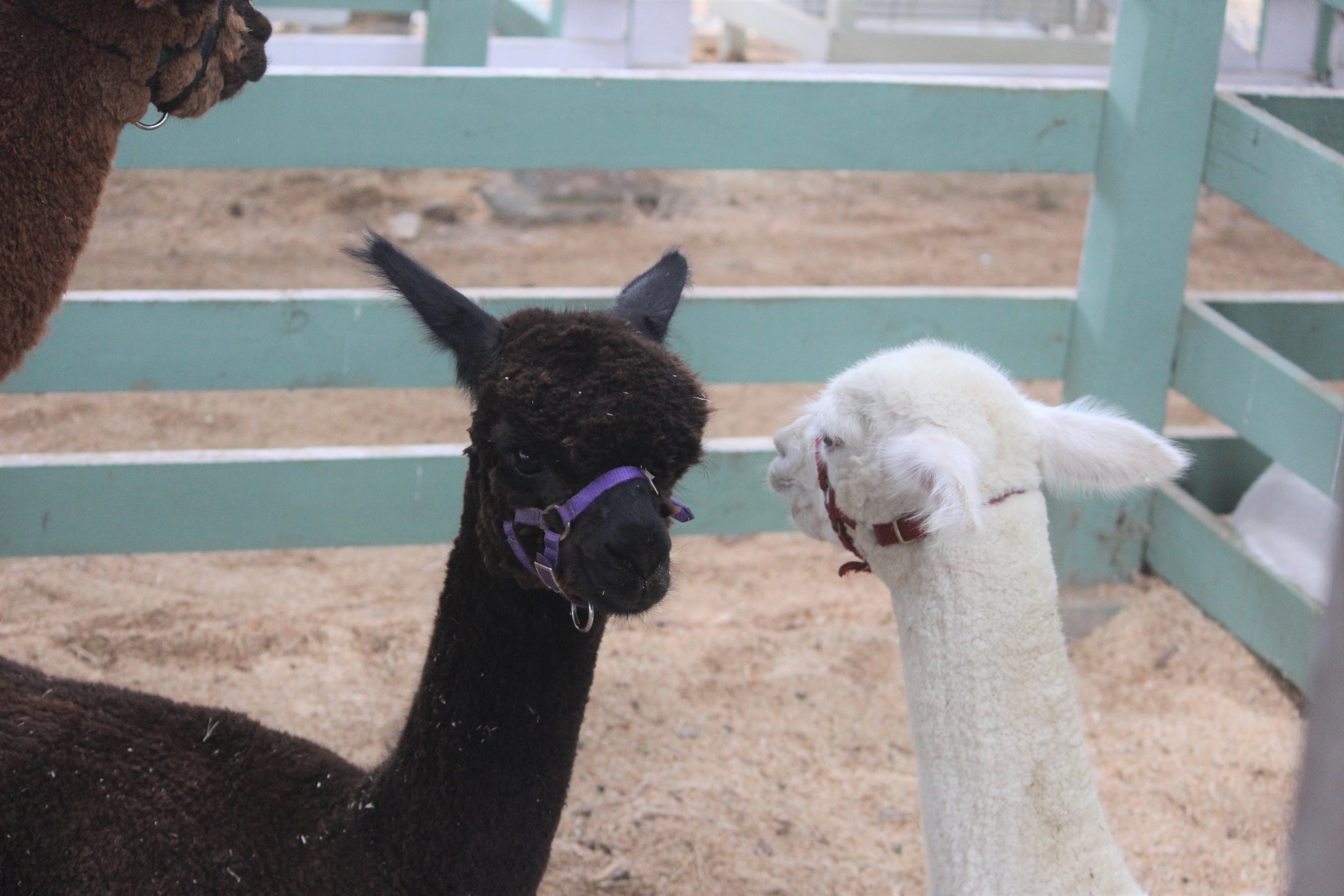 Alpacas, Horowhenua AP&I Show 2022