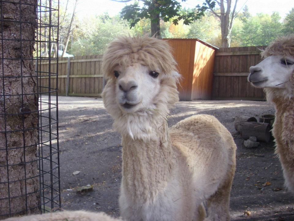 Alpacas in Children's Zoo