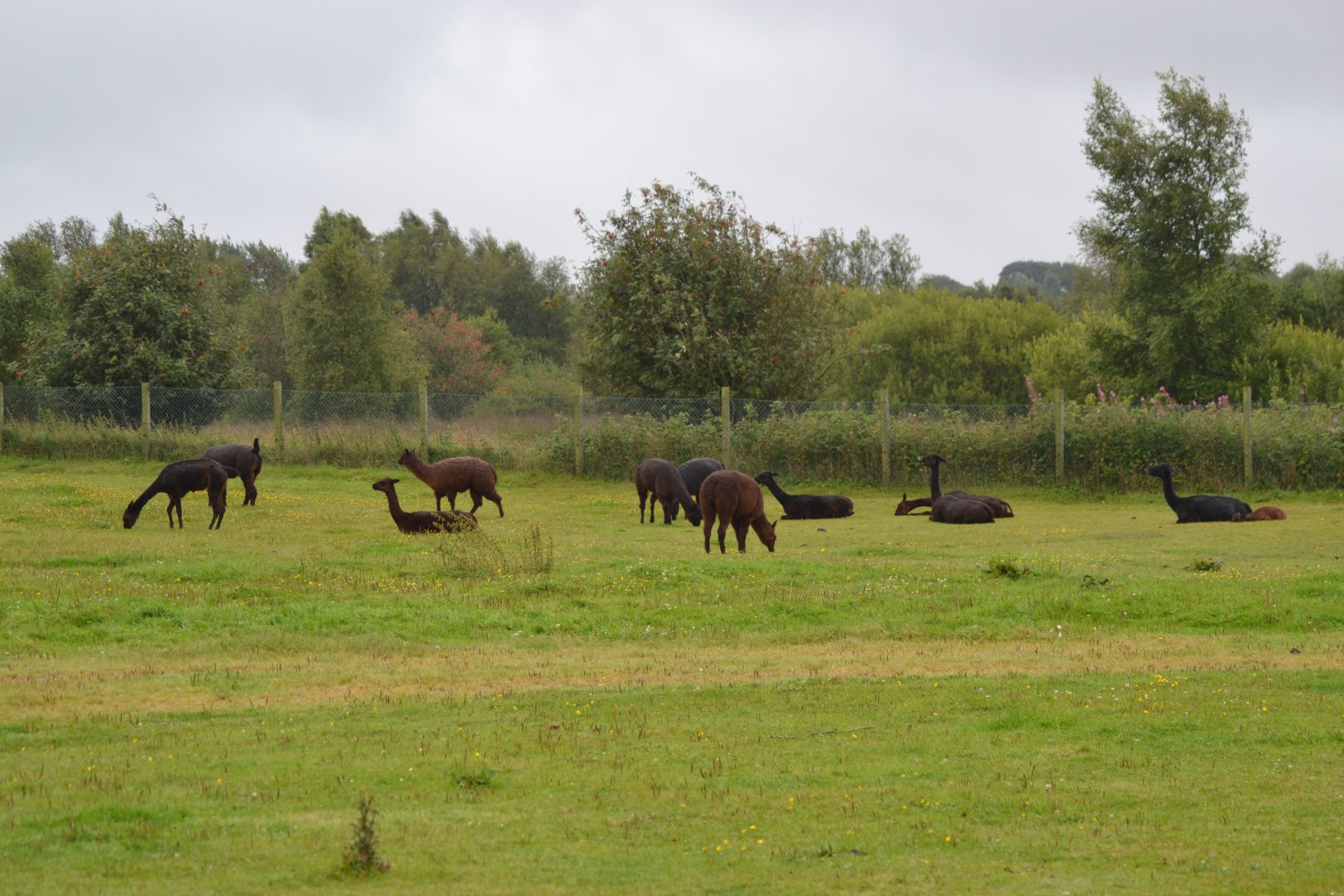 Alpacas in Givskud Zoo
