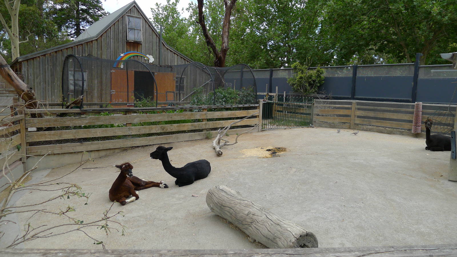 Alpacas in the childrens farm
