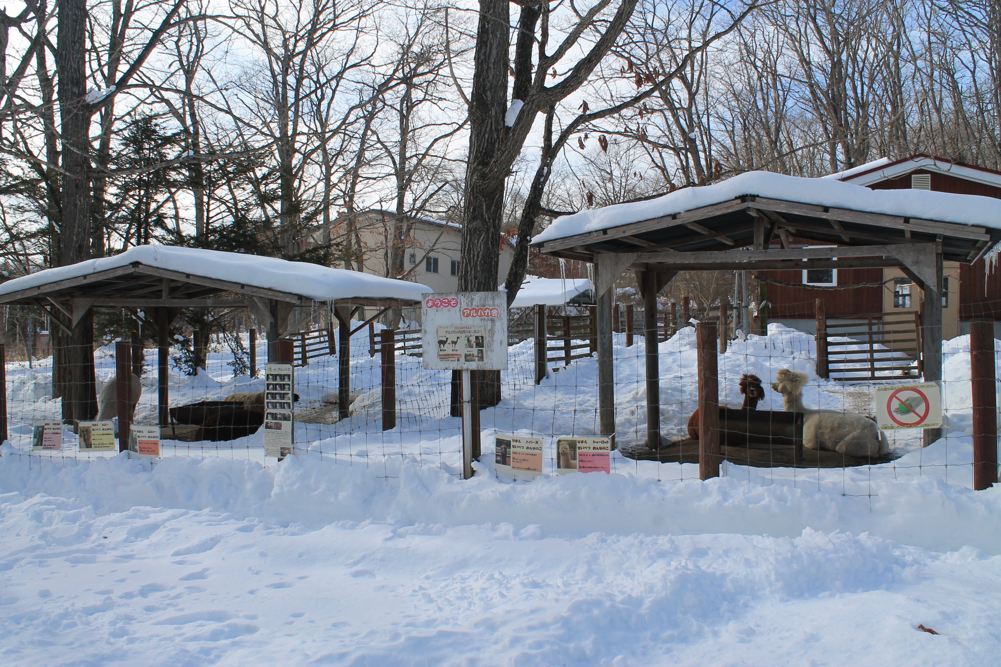 Alpacas, Kushiro Zoo