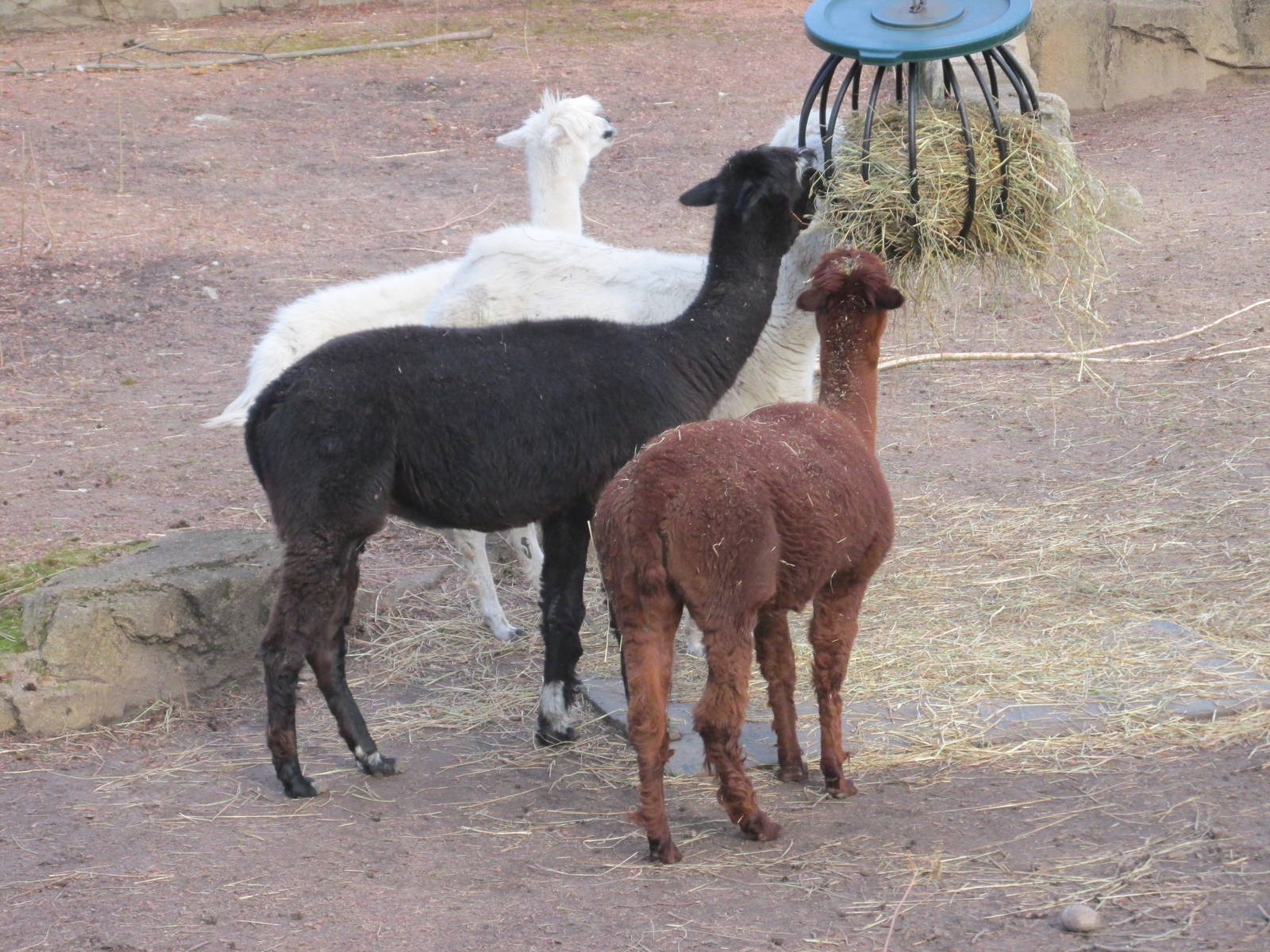 alpacas lpz