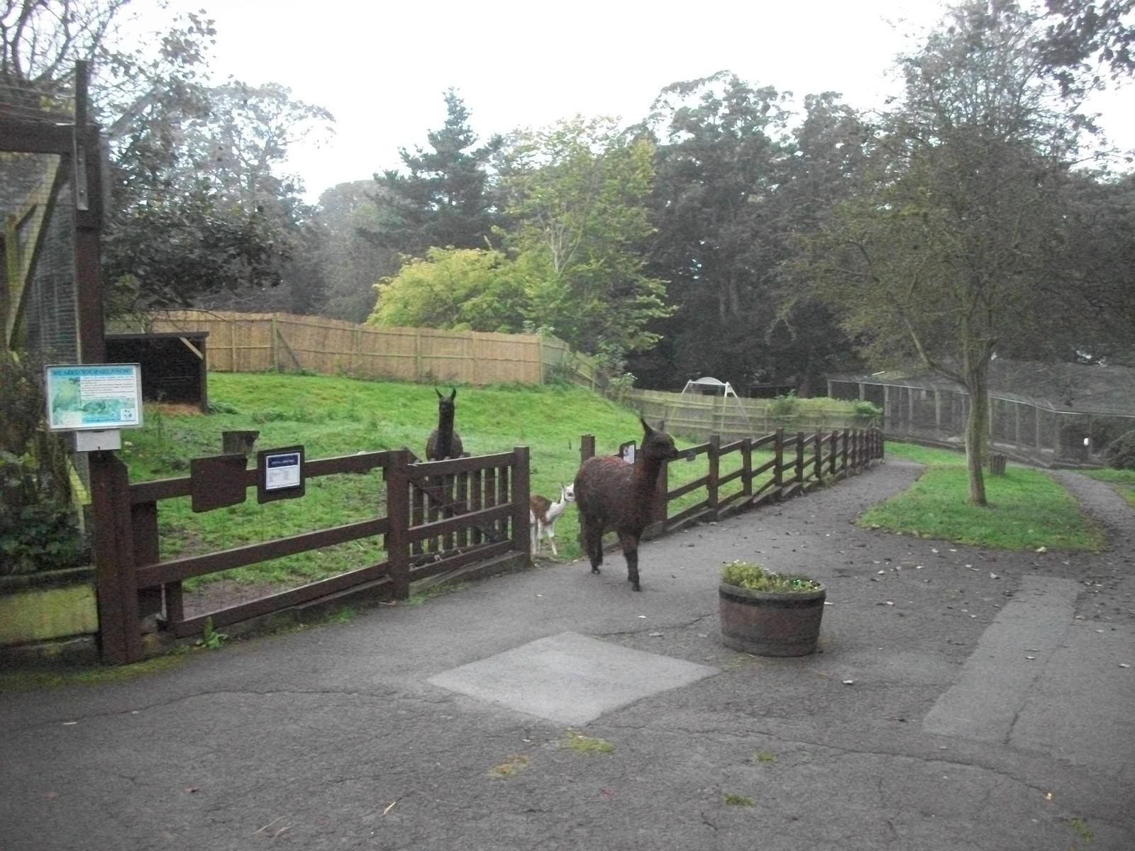 Alpacas on the move, 20th September 2014
