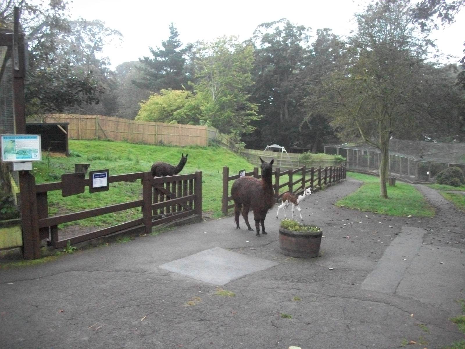 Alpacas on the move, 20th September 2014