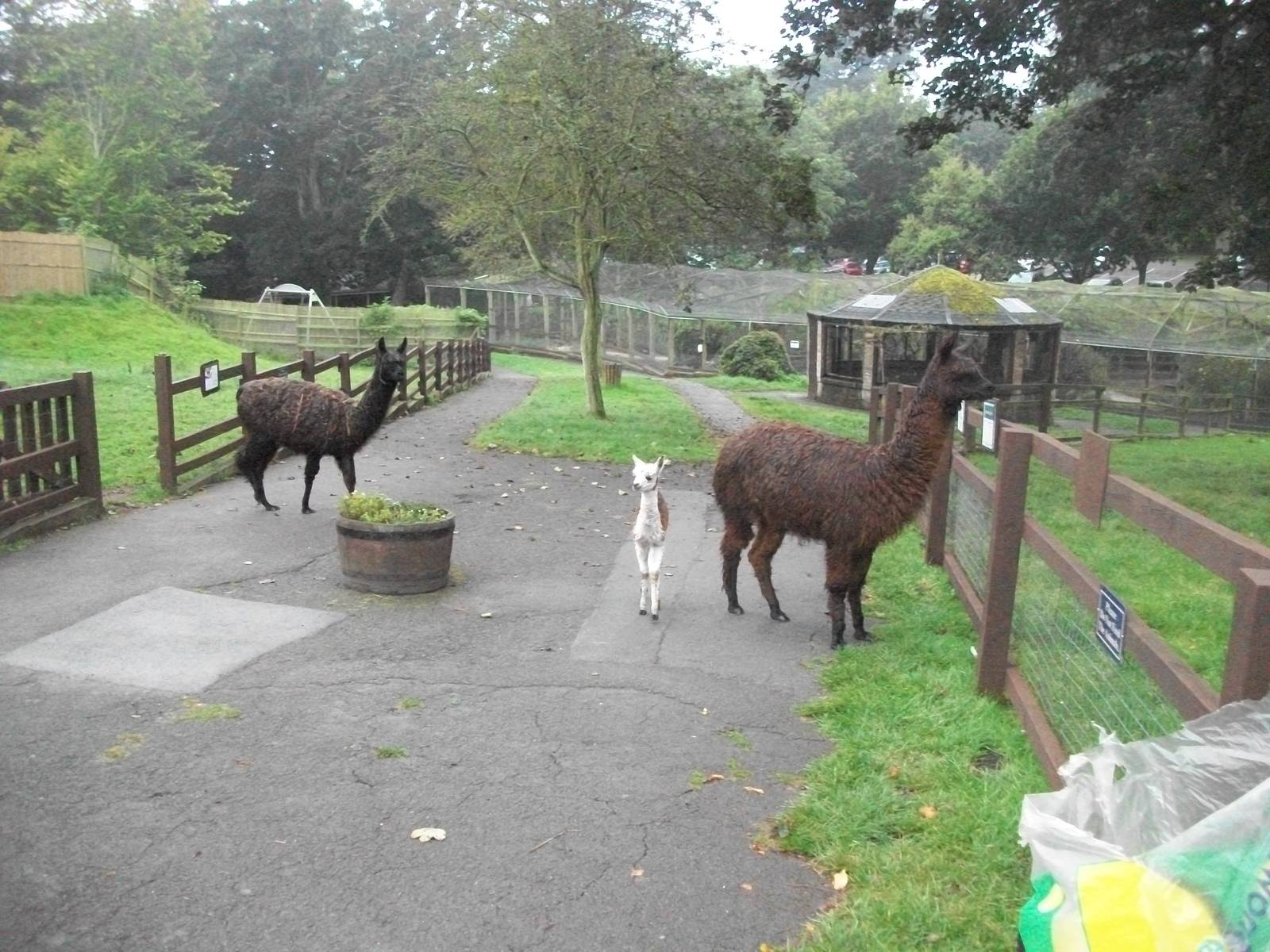 Alpacas on the move, 20th September 2014