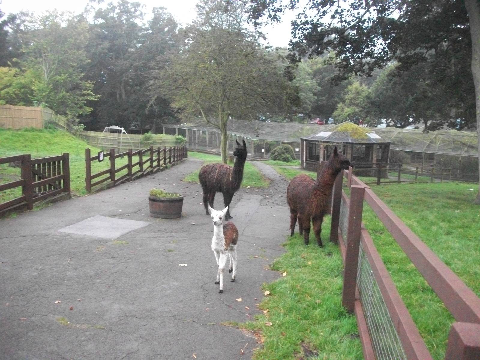 Alpacas on the move, 20th September 2014