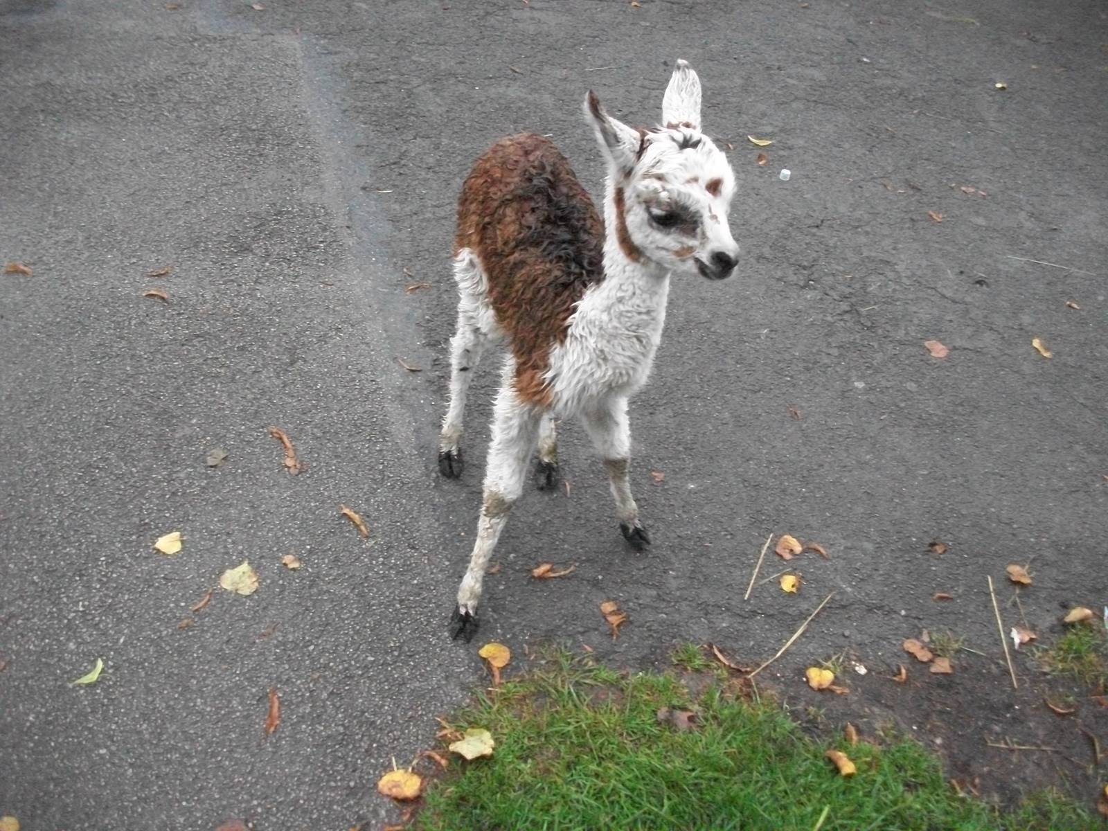 Alpacas on the move, 20th September 2014