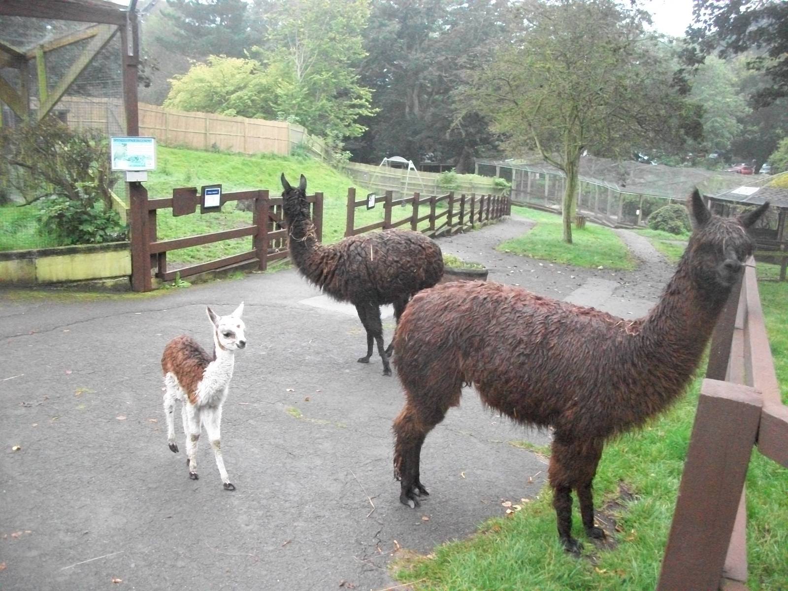 Alpacas on the move, 20th September 2014
