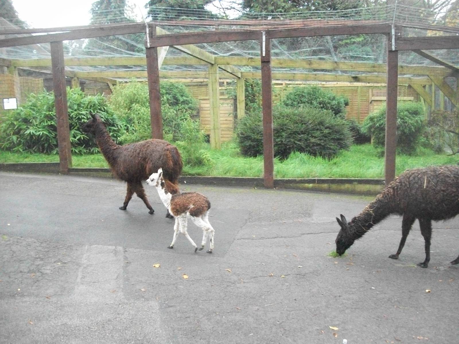 Alpacas on the move, 20th September 2014