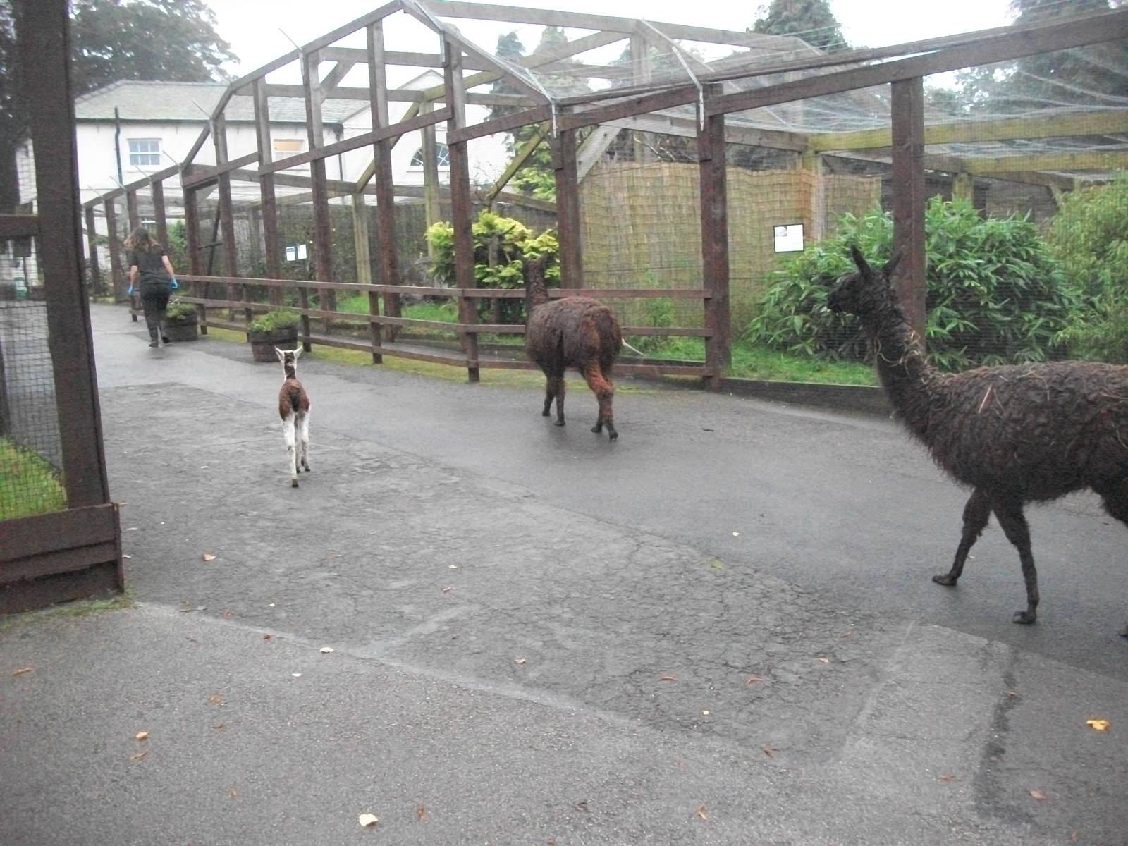 Alpacas on the move, 20th September 2014