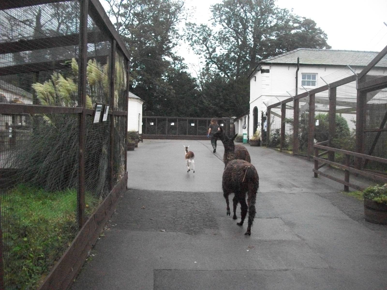 Alpacas on the move, 20th September 2014