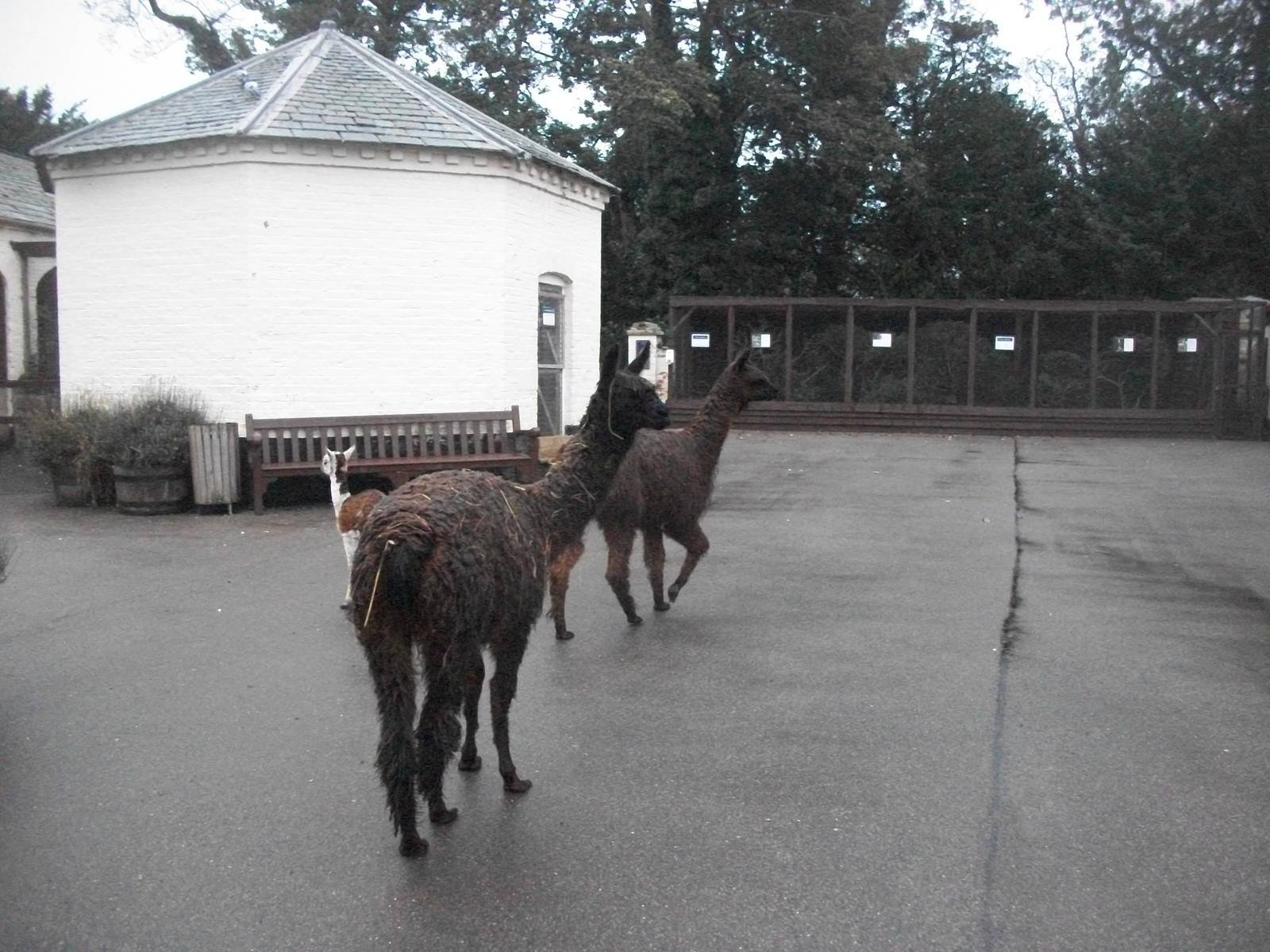 Alpacas on the move, 20th September 2014
