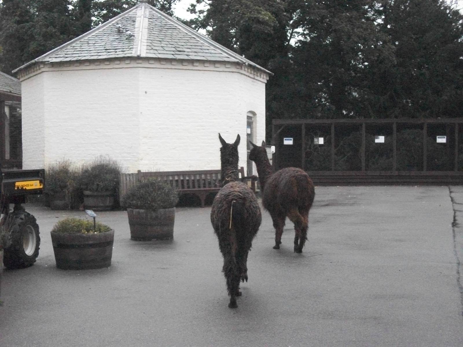 Alpacas on the move, 20th September 2014