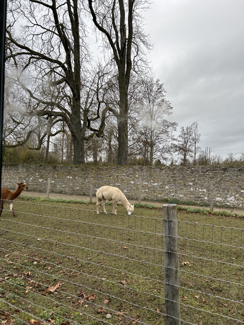 Alpacas seen from the train route