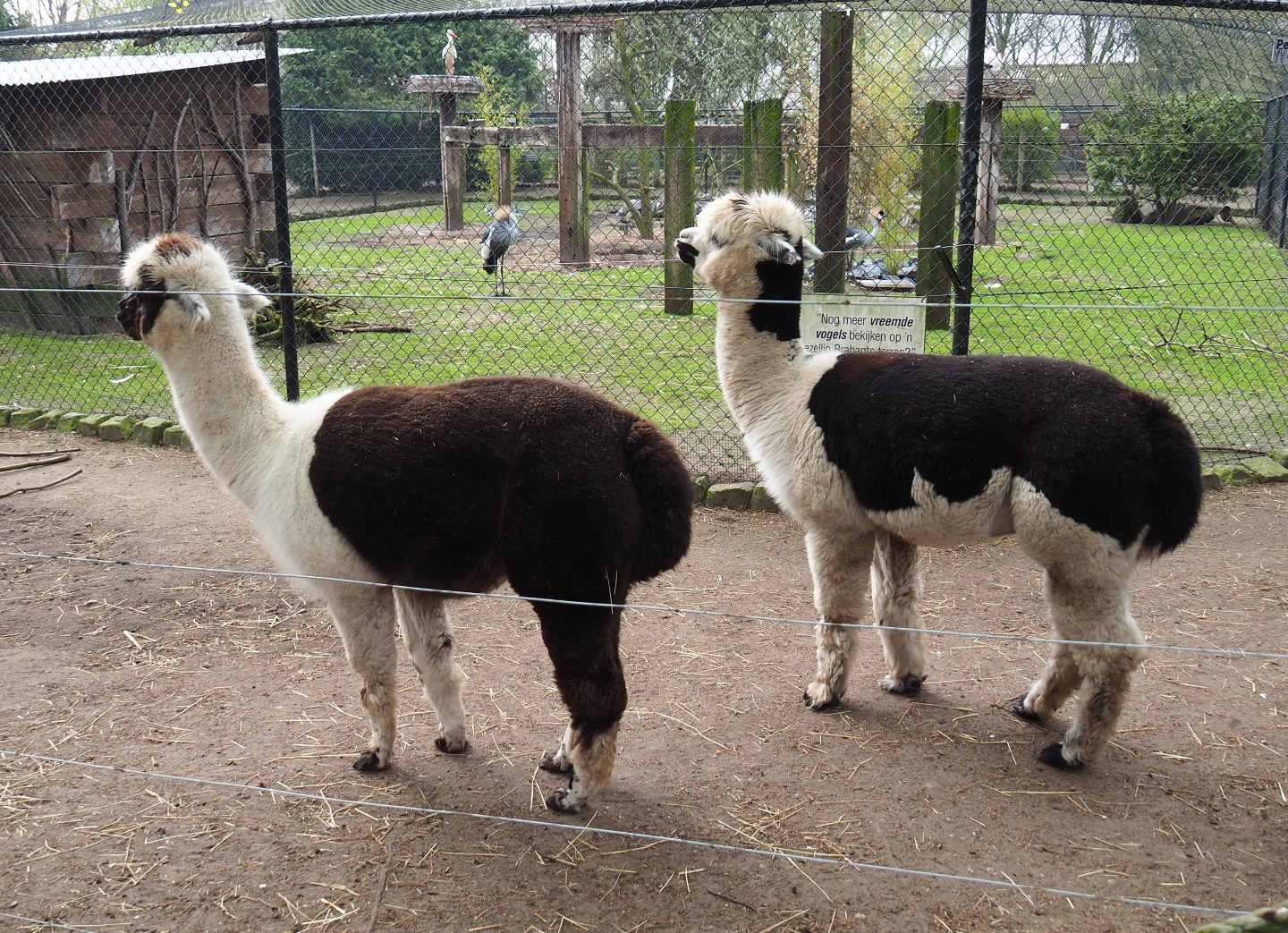 Alpacas (Vicugna pacos), 2019-04-06