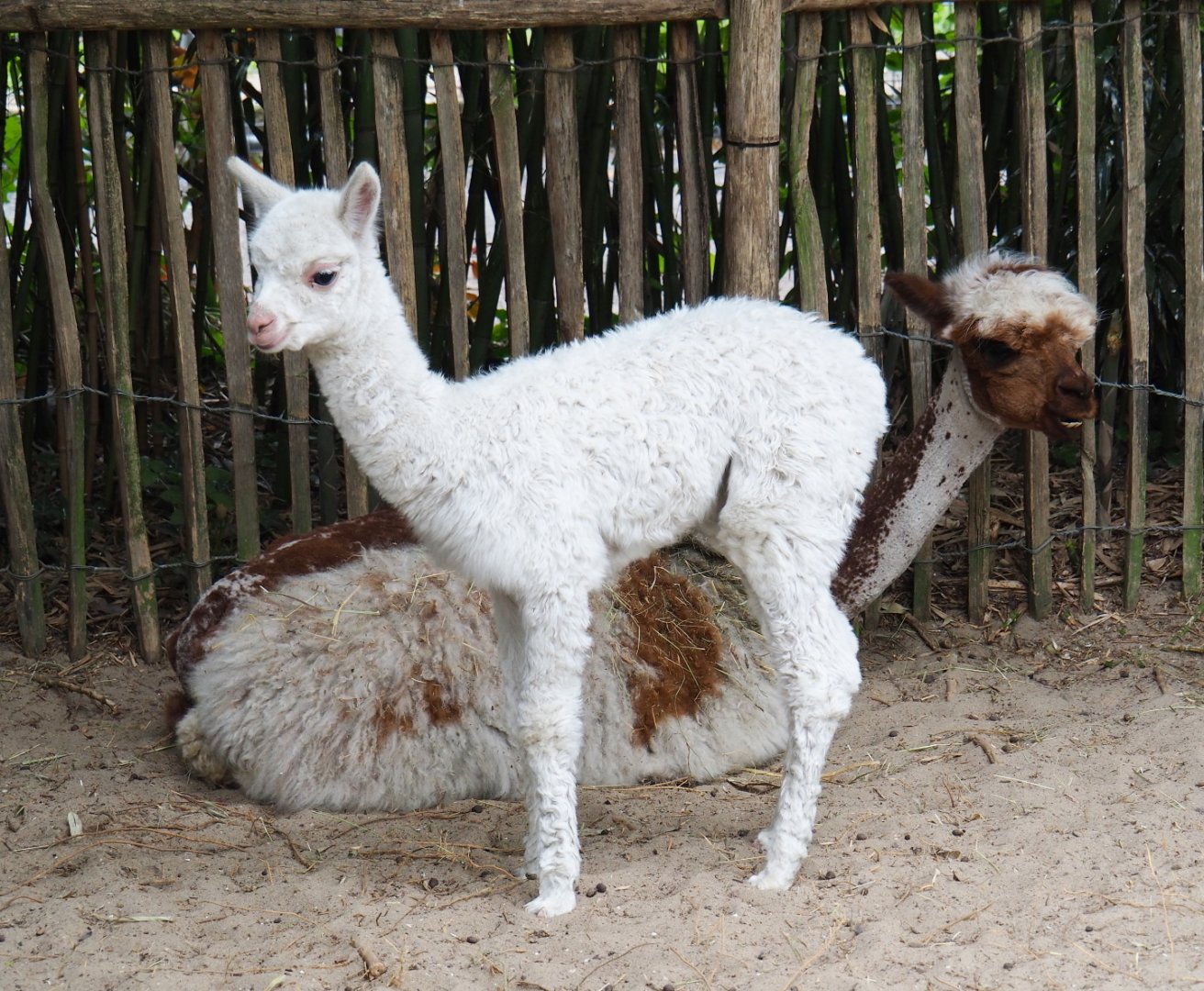 Alpacas (Vicugna pacos), 2019-05-25