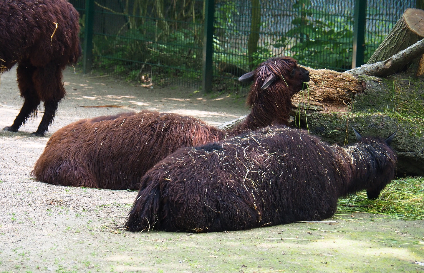 Alpacas (Vicugna pacos), 2019-06-26