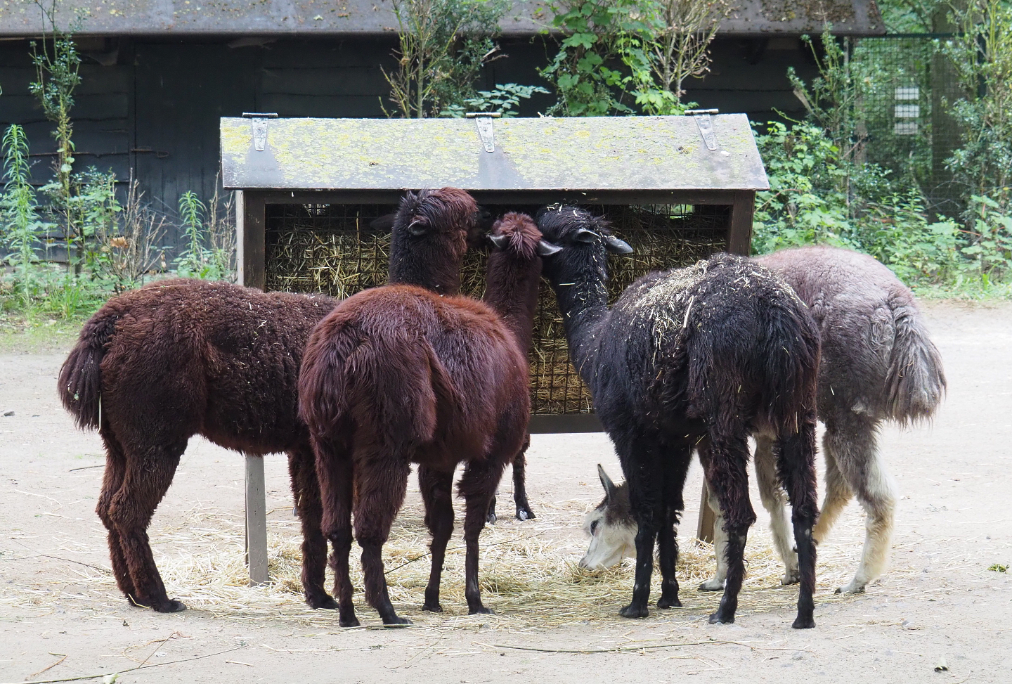 Alpacas (Vicugna pacos), 2020-07-14