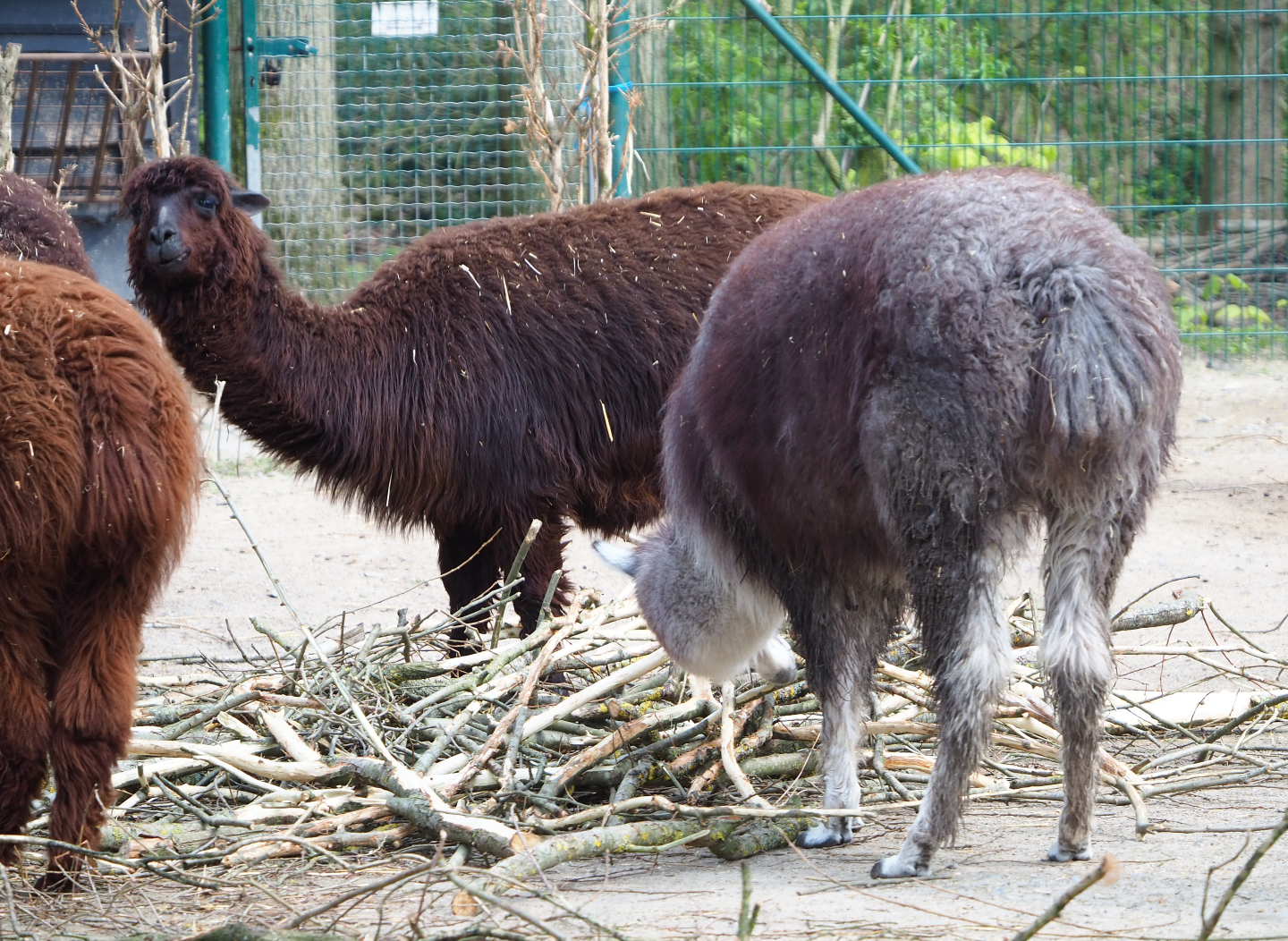 Alpacas (Vicugna pacos), 2021-04-20