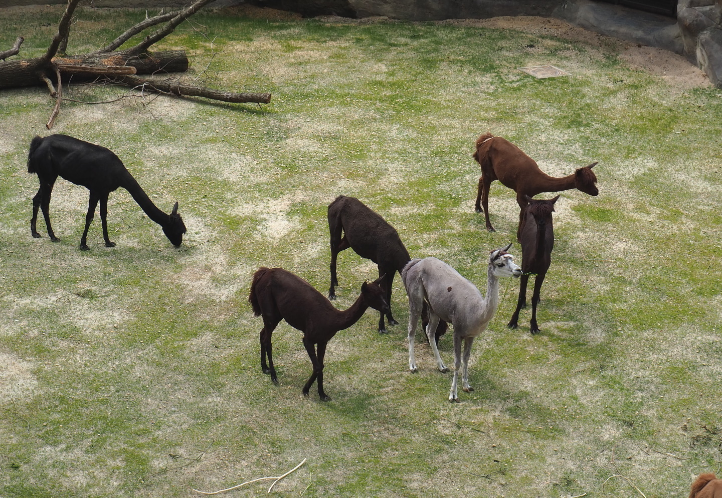 Alpacas (Vicugna pacos), 2021-06-12