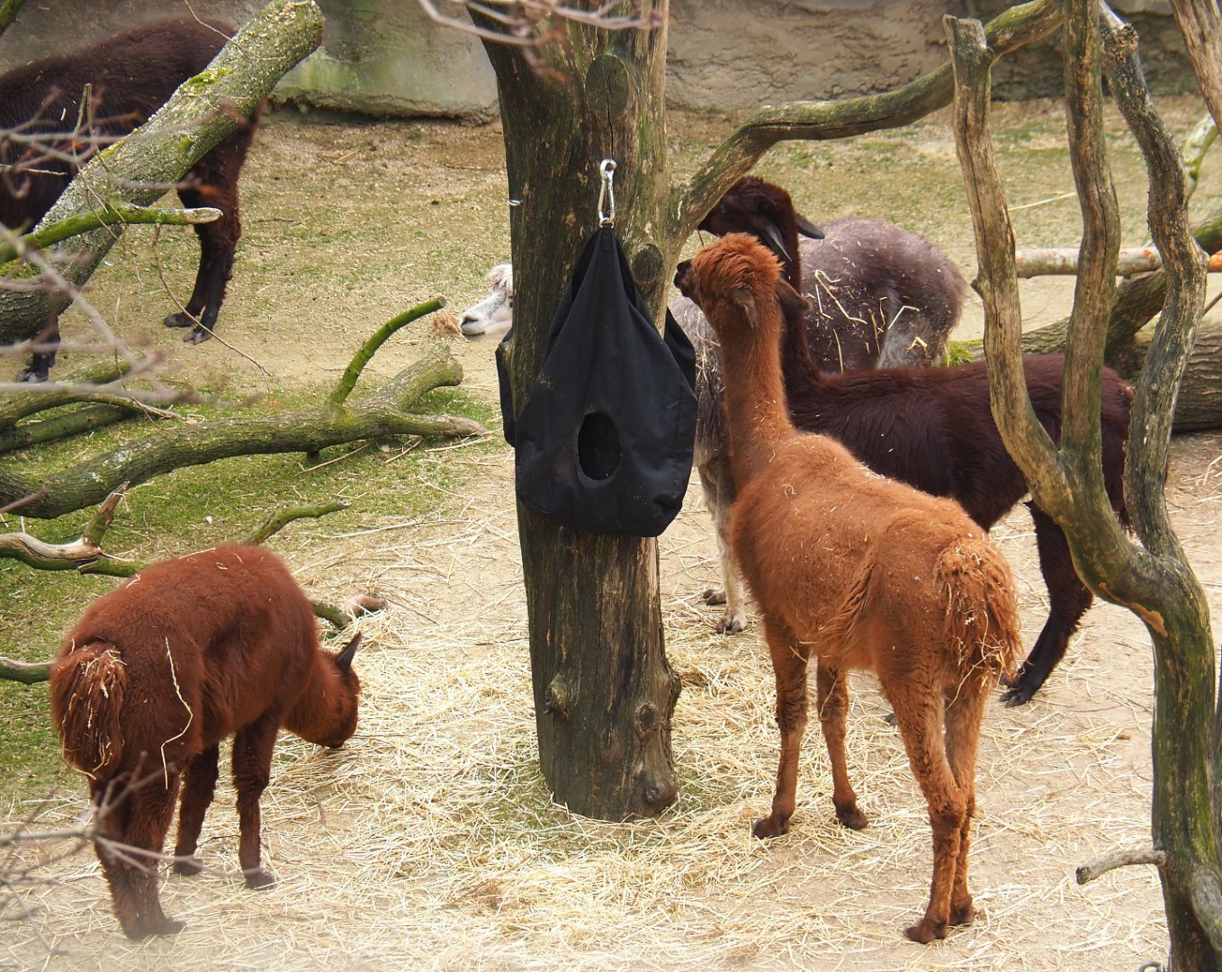 Alpacas (Vicugna pacos),  2022-03-16