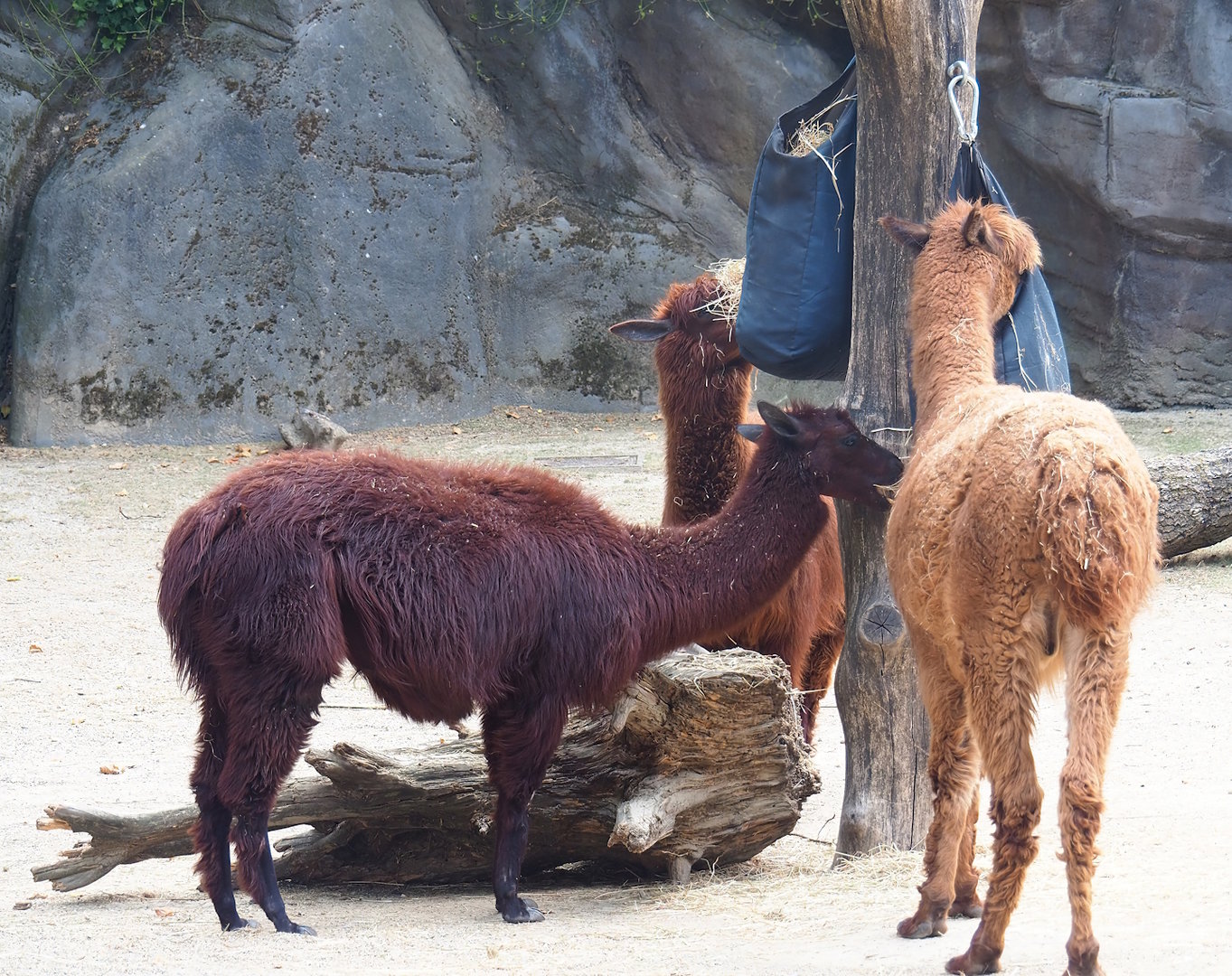 Alpacas (Vicugna pacos), 2022-08-16