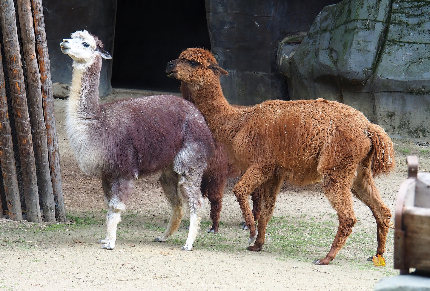 Alpacas (Vicugna pacos), 2022-10-29