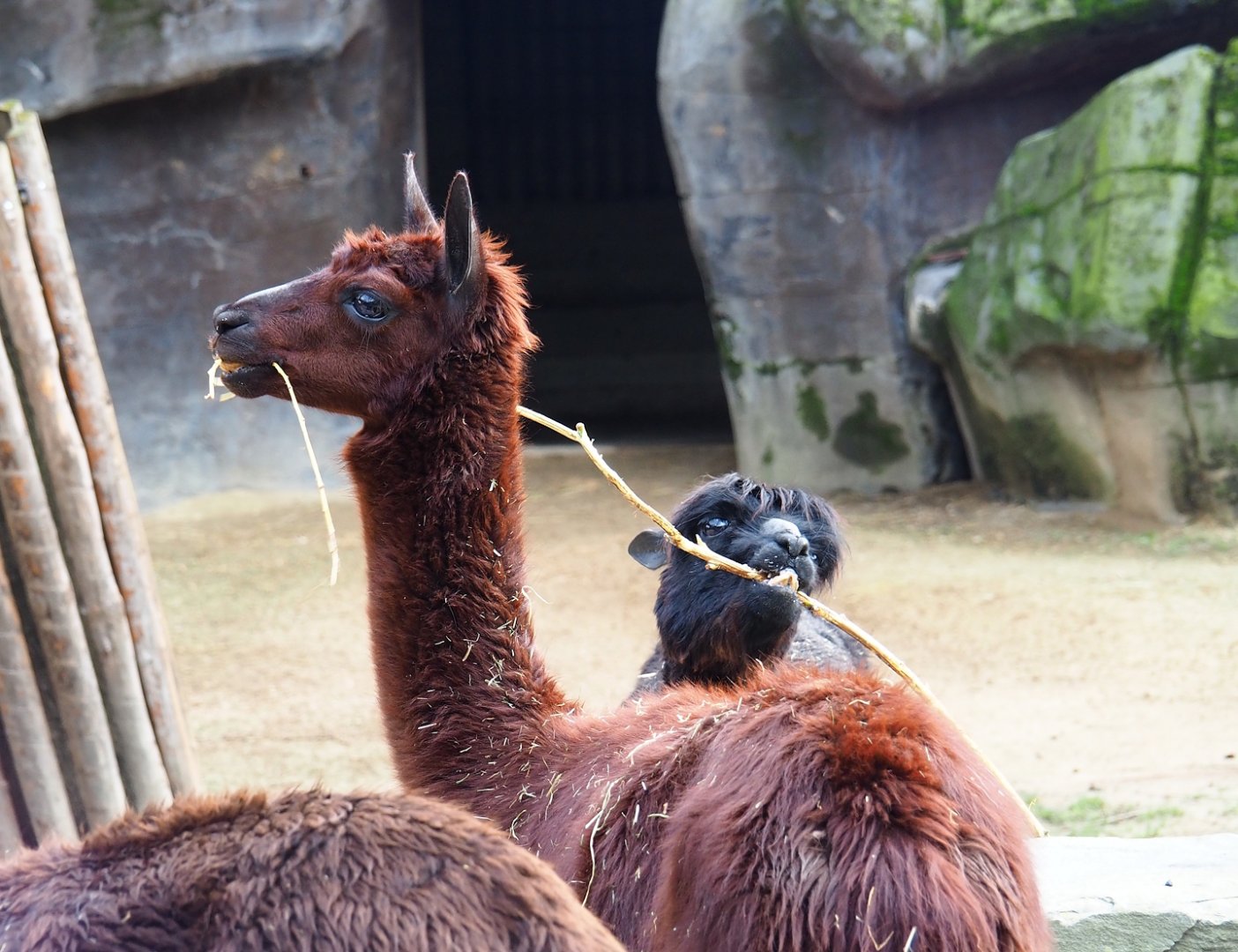 Alpacas (Vicugna pacos), 2024-02-17