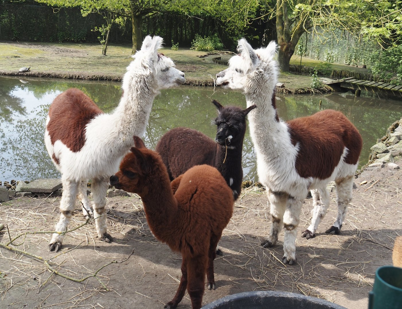 Alpacas (Vicugna pacos), 2024-05-11