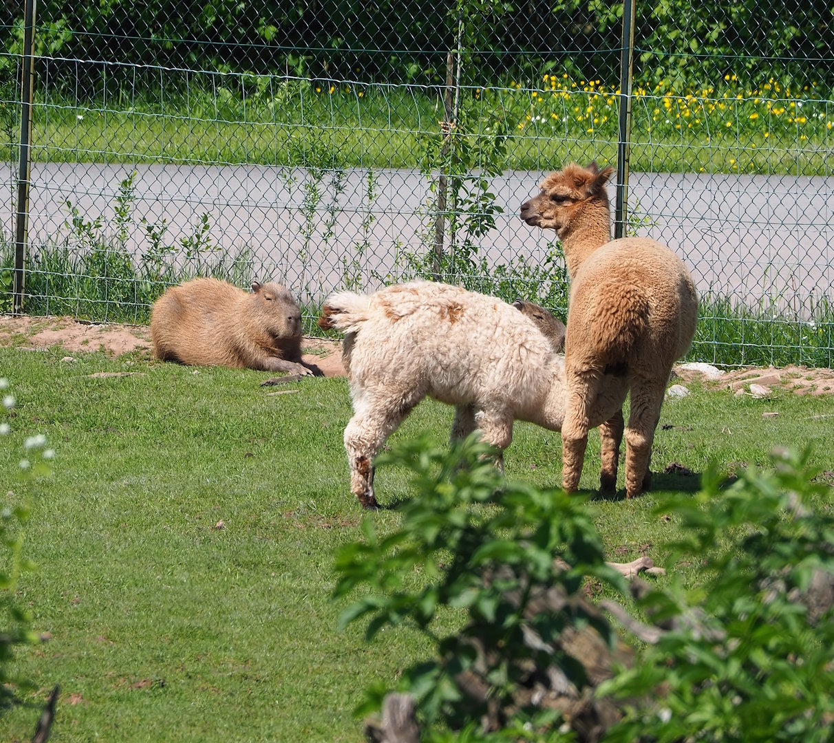 Alpacas (Vicugna pacos) and Capybaras (Hydrochoerus hydrochaeris), 2023-05-19