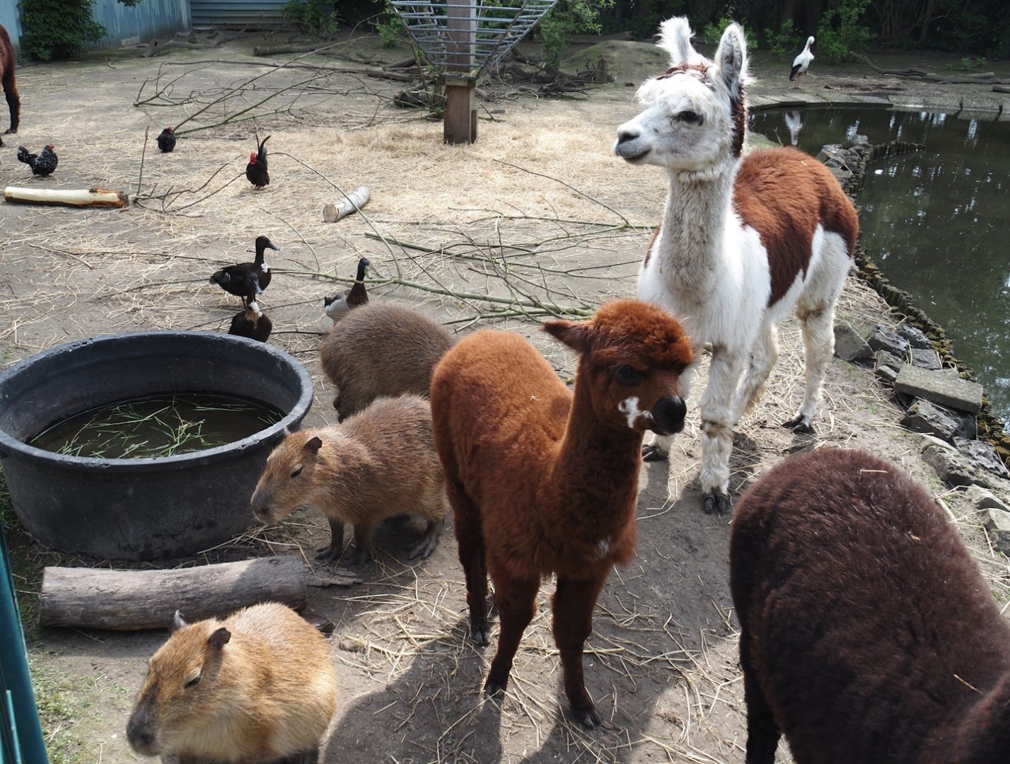 Alpacas (Vicugna pacos) and Capybaras (Hydrochoerus hydrochaeris), 2024-05-11