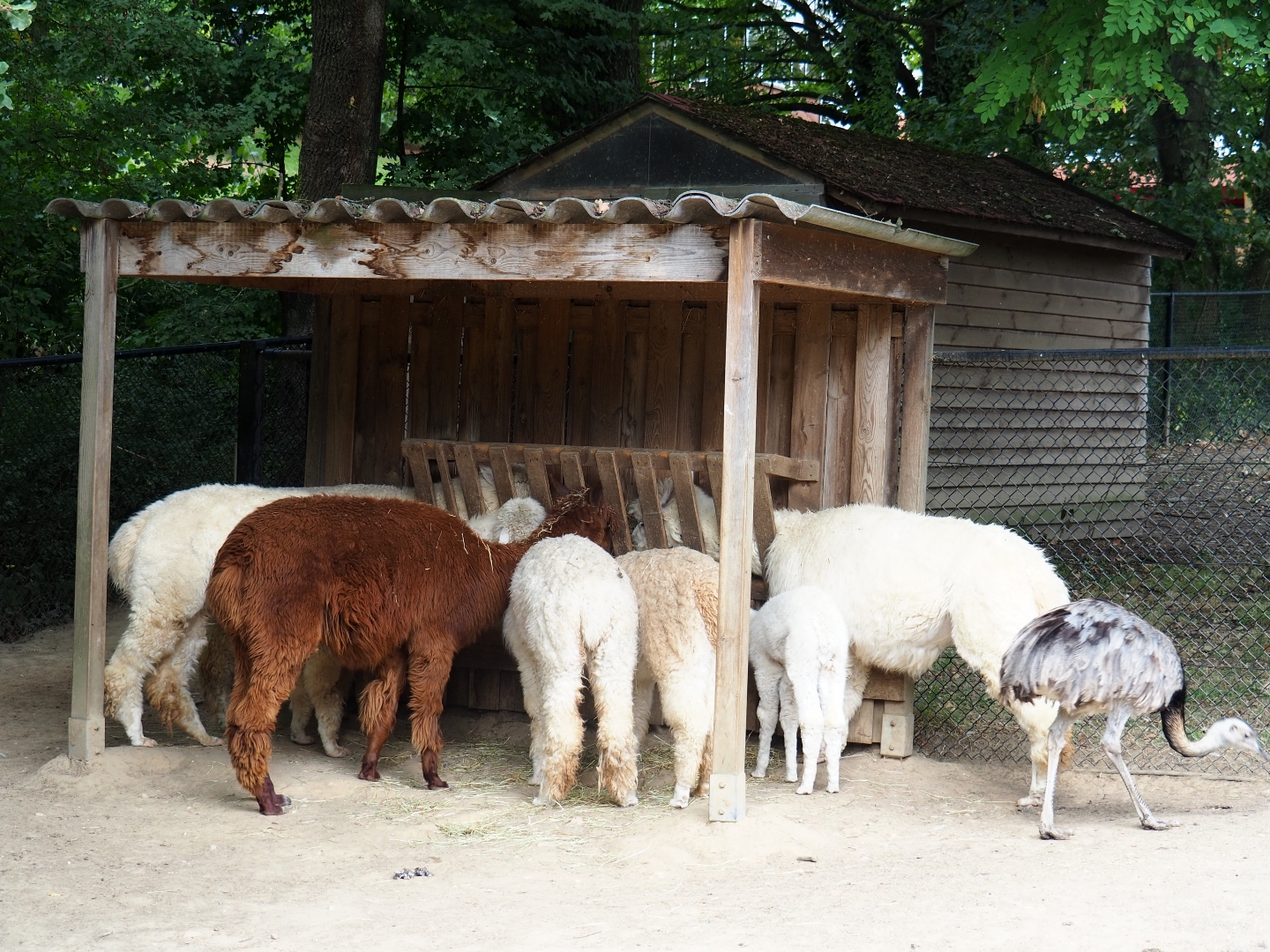 Alpacas (Vicugna pacos) and Greater rhea (Rhea americana), Aug 28th, 2018