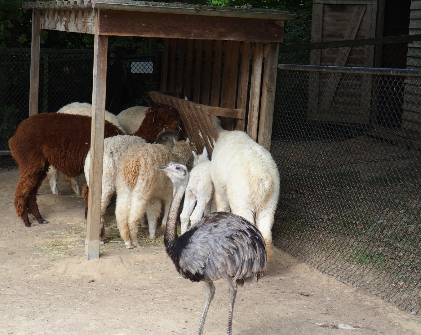 Alpacas (Vicugna pacos) and Greater rhea (Rhea americana), Aug 28th, 2018