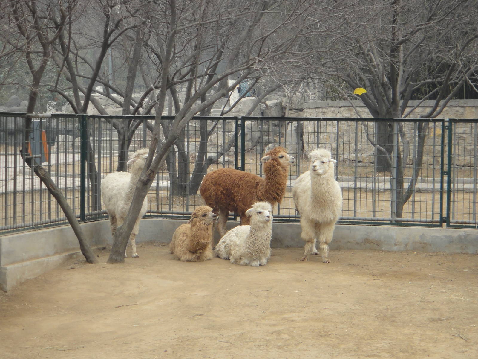 Alpacas (Vicugna pacos)