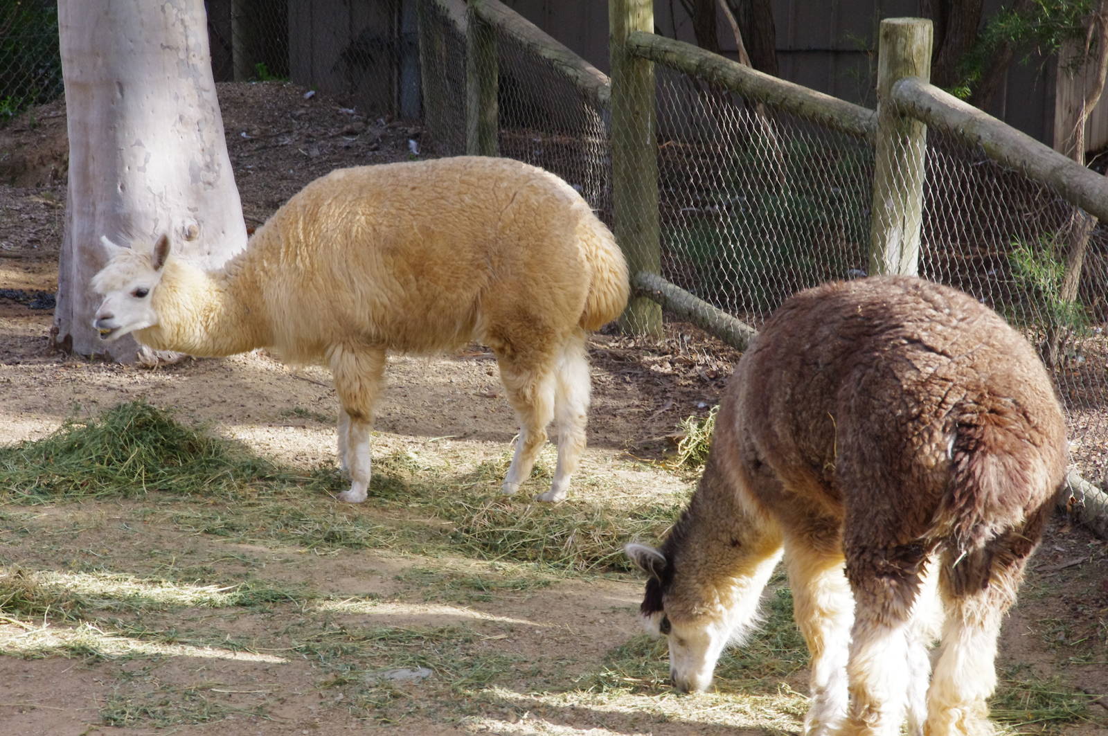 Alpaca's