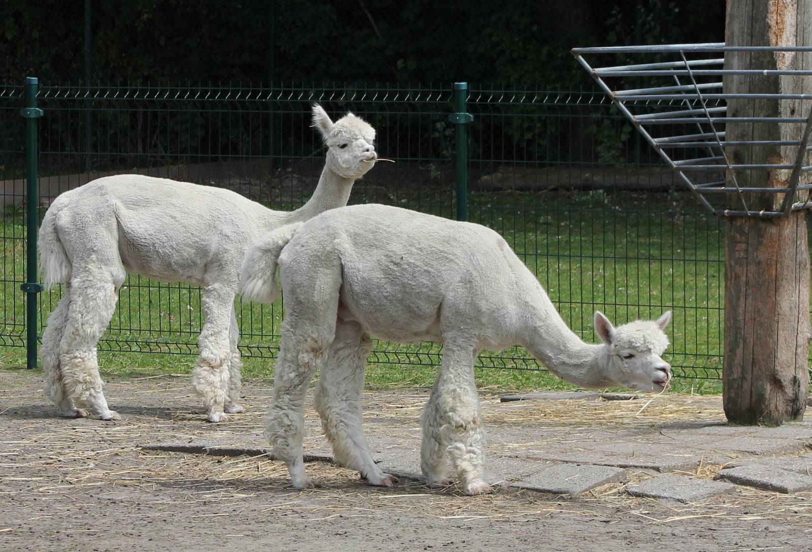 Alpacas