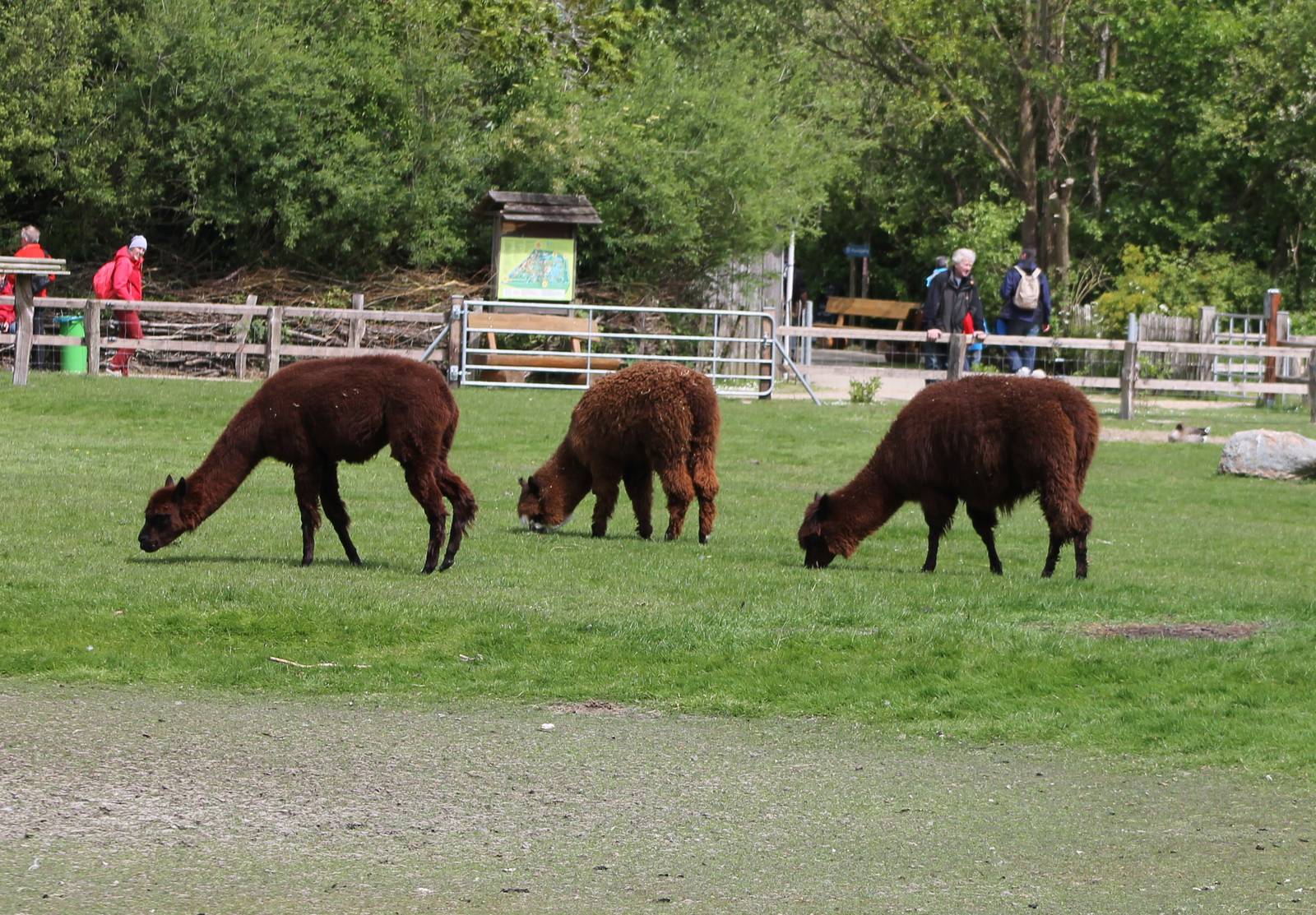 Alpacas