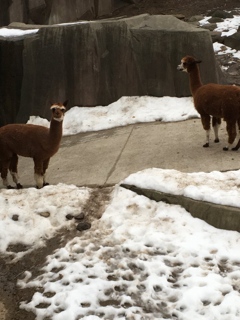 Alpacas