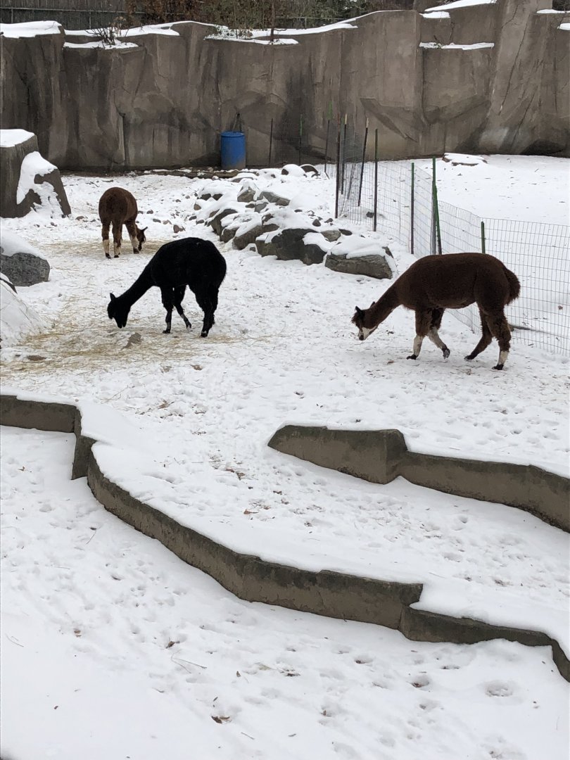 Alpacas
