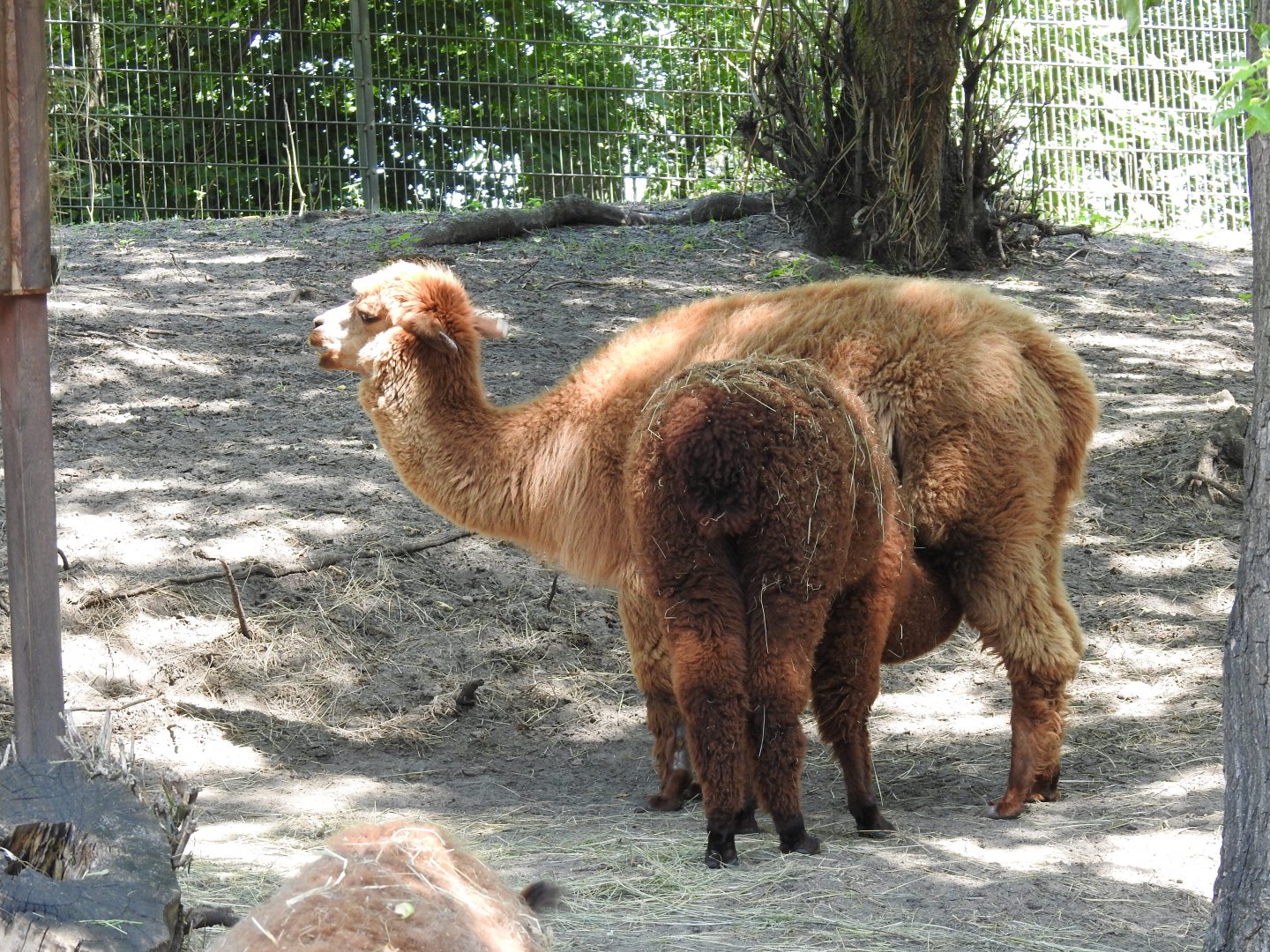 alpacas