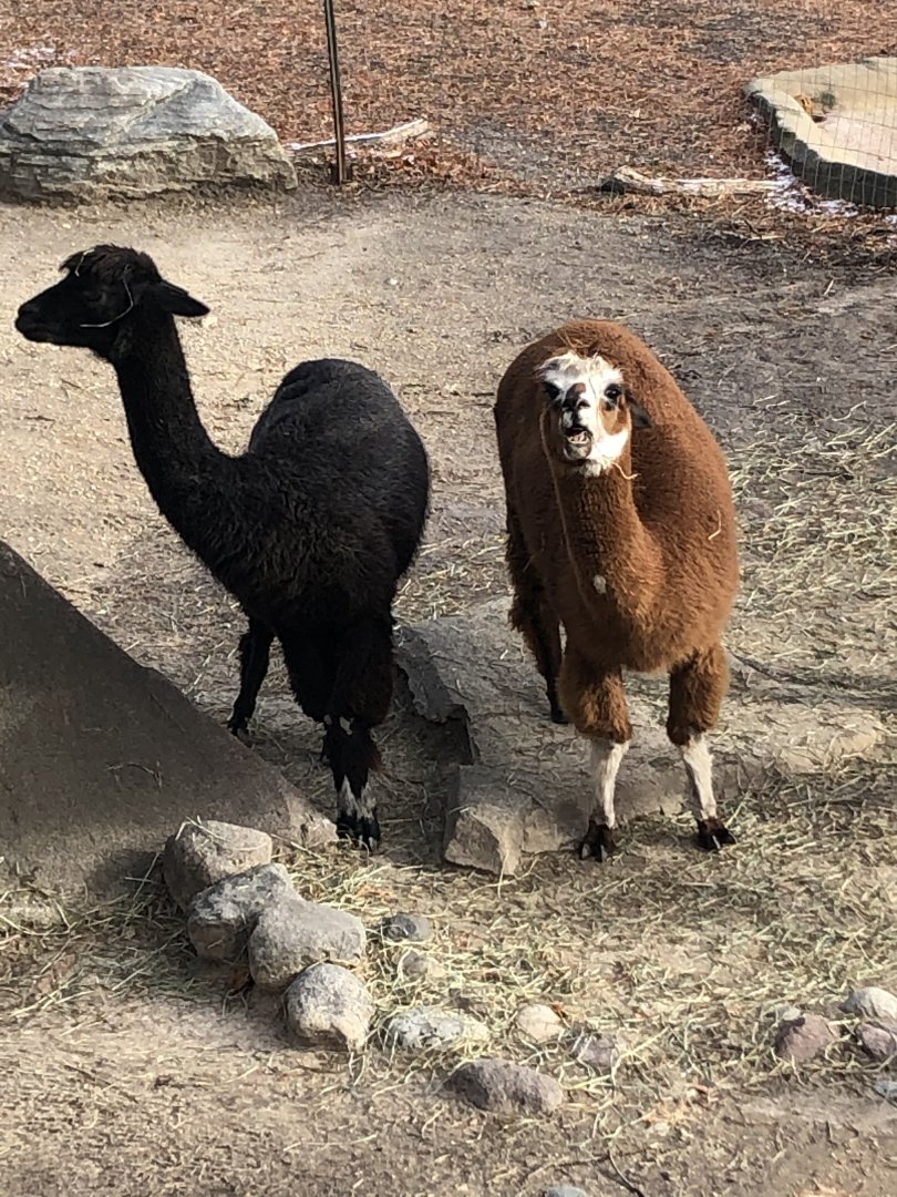 Alpacas