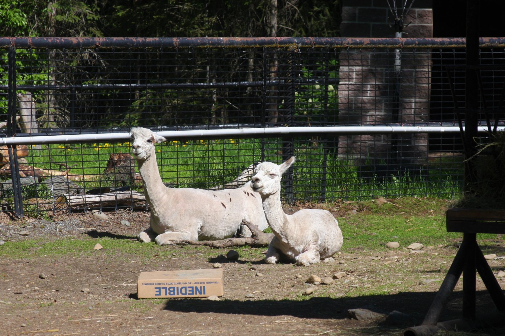 Alpacas
