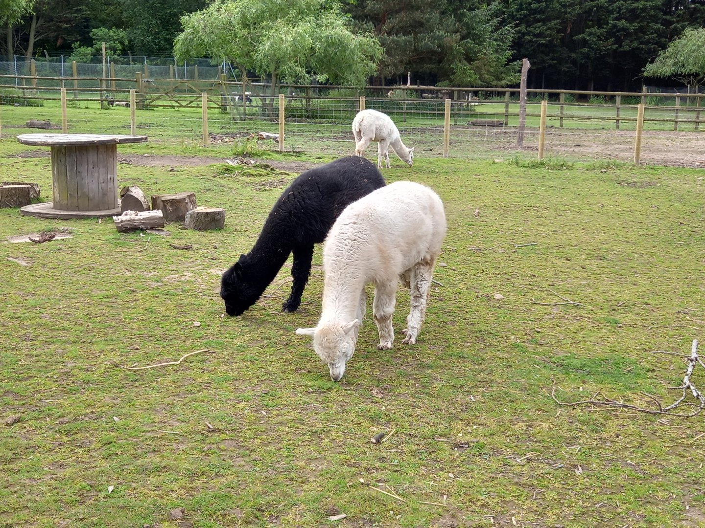Alpacas